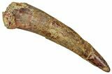 Large, Fossil Pterosaur (Siroccopteryx) Tooth - Morocco #354871-1